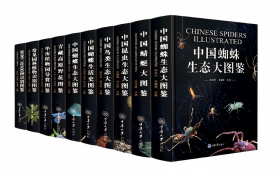 好奇心代表(275-175)